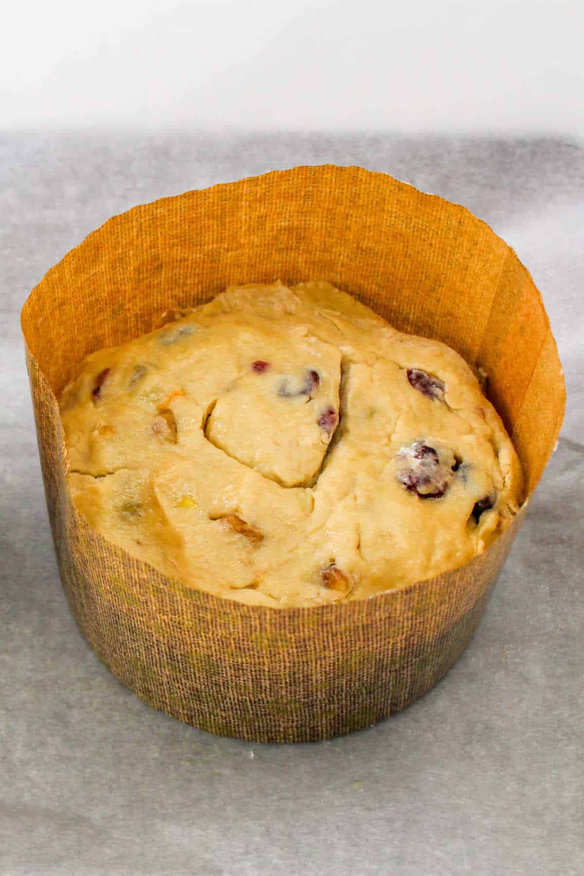 rich dough rising in a paper panettone mold.